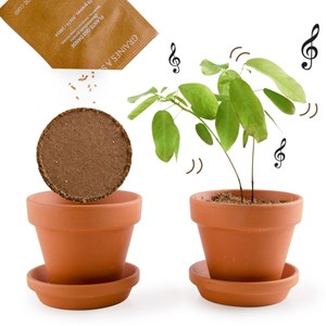 Kit de plantation la plante qui danse