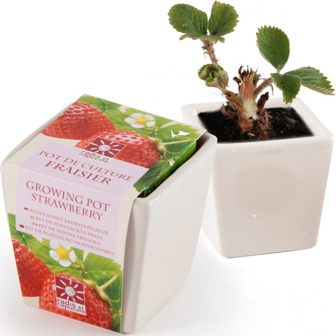  Pot  de semis  c ramique fraisier Nature D couvertes