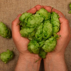 Sachet de graines de houblon comestible