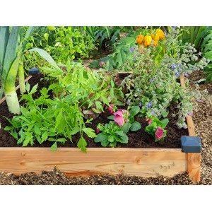 Carré potager bois douglas 82x82x14