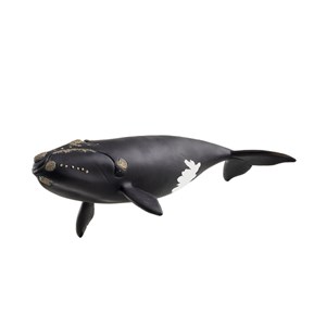 14878 baleine de l'atlantique