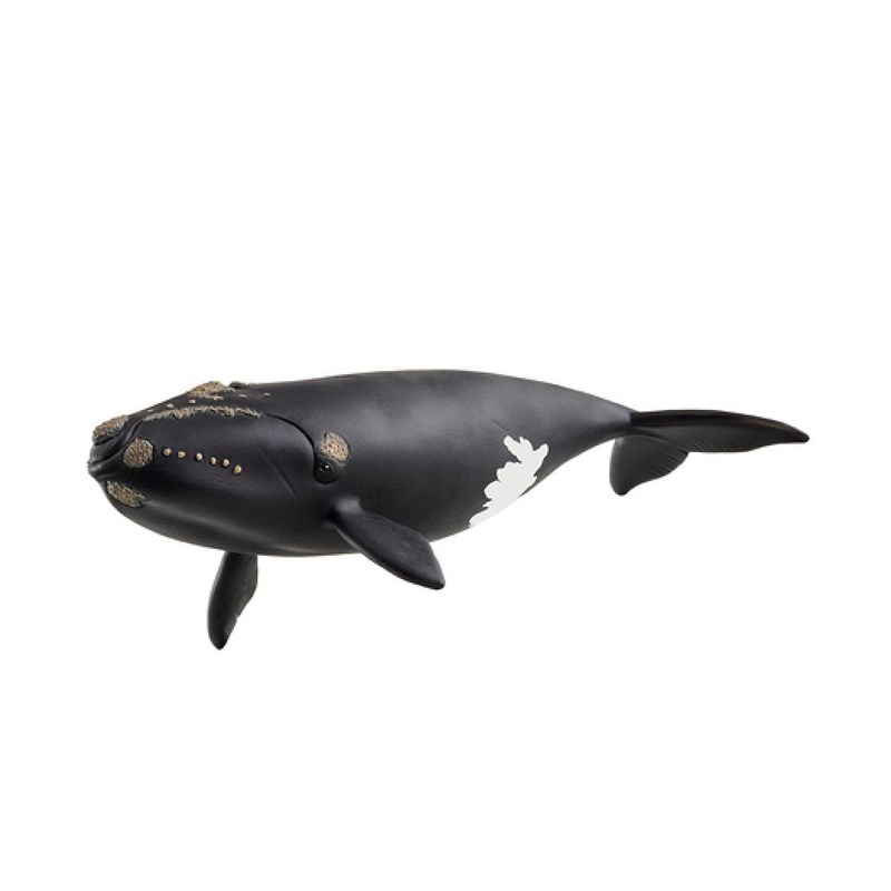 14878 baleine de l'atlantique