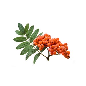 Sorbier bio - 15ml (sorbus domestica) – macérat concentré de bourgeons frais