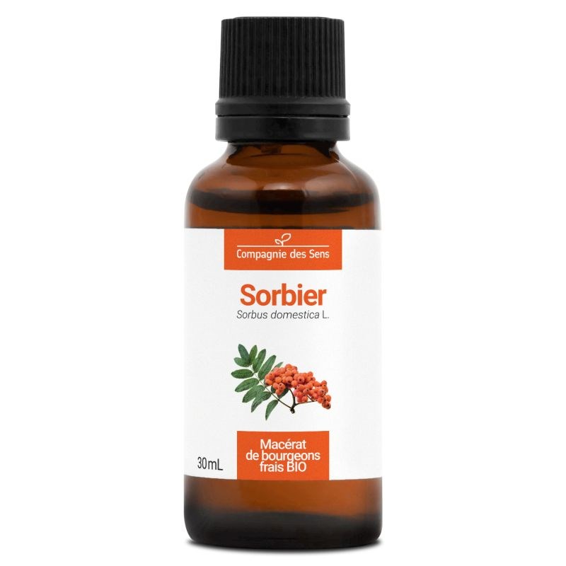 Sorbier bio - 30ml (sorbus domestica) – macérat concentré de bourgeons frais