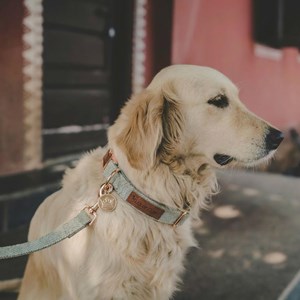 Set pour chien en tweed vert: collier réglable, laisse, porte-sacs taille l