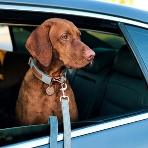 Set pour chien en tweed bleu: collier réglable, laisse, porte-sacs taille l