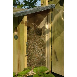 Nichoir observatoire mésanges bleues