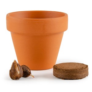 Trèfle porte-bonheur à cultiver chez soi