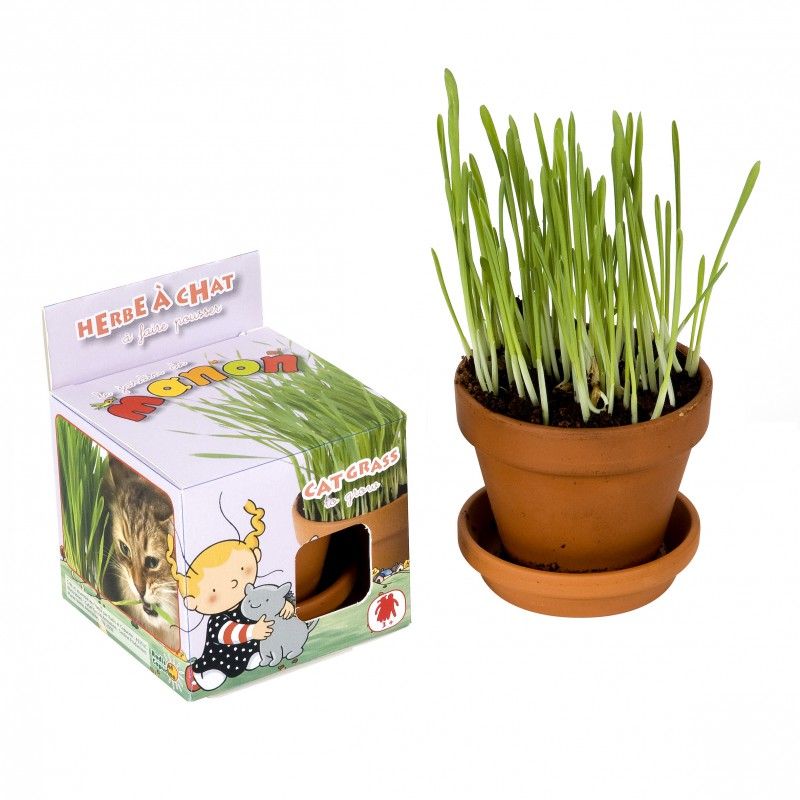 Pot D Herbe A Chat A Semer A La Maison Nature Decouvertes