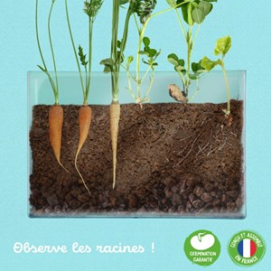 Vivarium découverte racines et lombrics