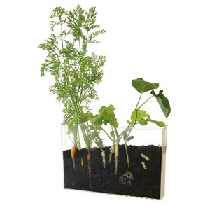 Vivarium découverte racines et lombrics