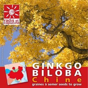 Un ginkgo biloba à faire pousser