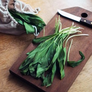 Ail des ours à semer pour la cuisine