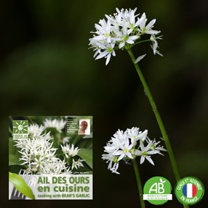 Ail des ours à semer pour la cuisine