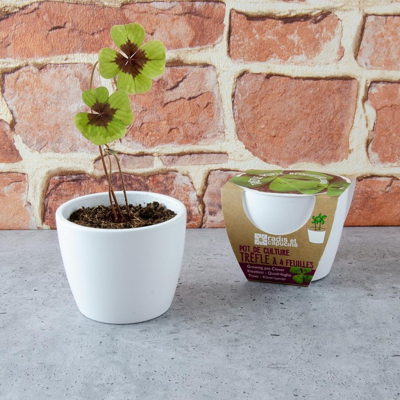 Acheter Mini kit 6 cm terre cuite Trèfle 4 feuilles - Nature et déc
