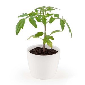 Pot pour semis de tomate-cerise