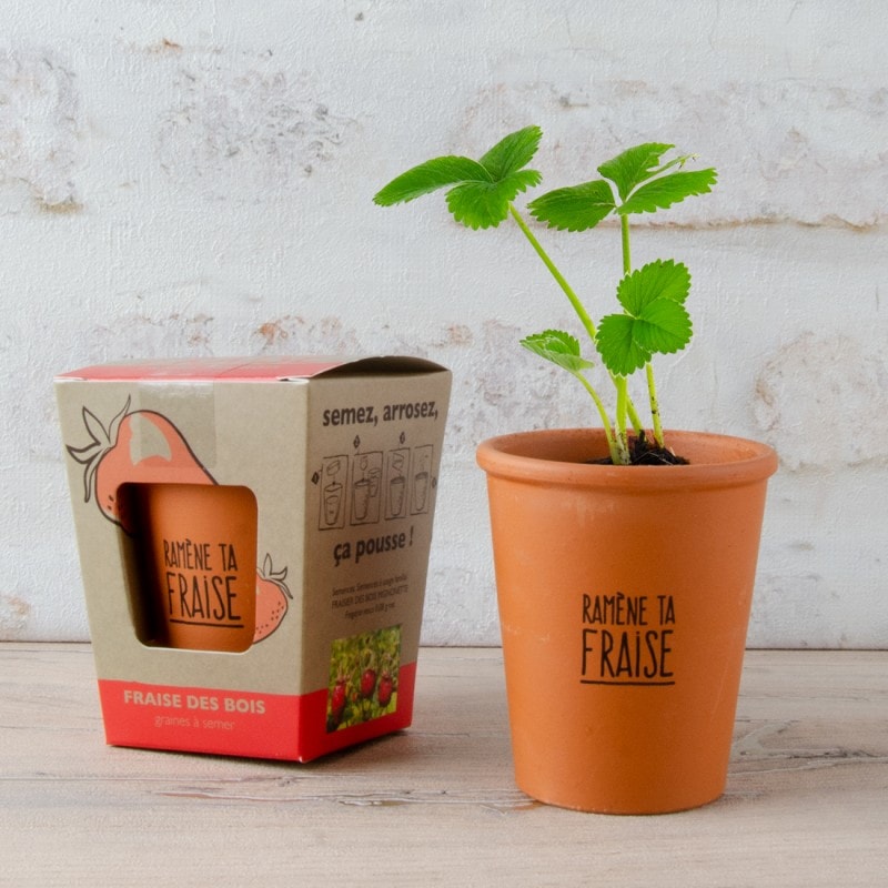 Mini kit plante à faire pousser - Pot en argile