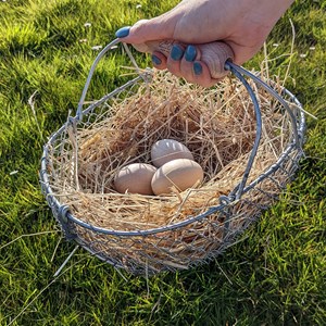 Panier à œufs ou de récolte 7l fabriqué en bretagne