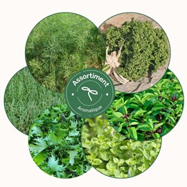 Assortiment aromatiques - graines bio