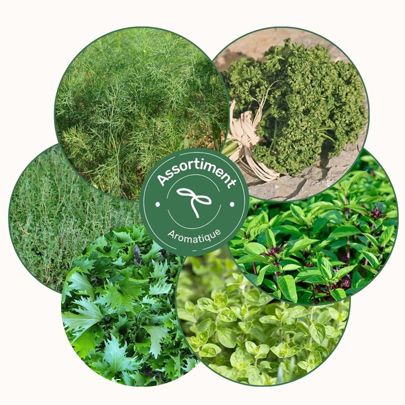 Assortiment aromatiques - graines bio