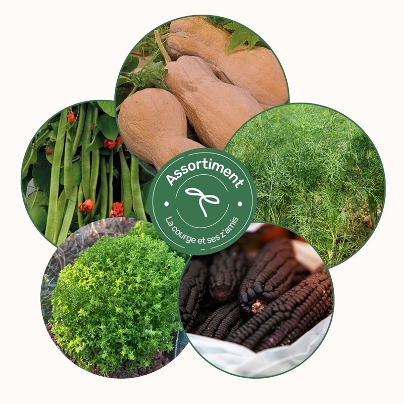 Assortiment la courge et ses z'amis - graines bio