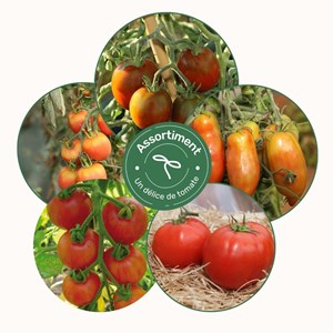 Assortiment un délice de tomates - graines bio