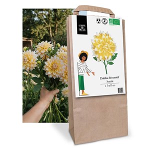 Sélection de bulbes de printemps