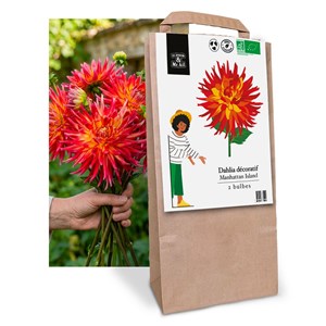 Sélection de bulbes de printemps