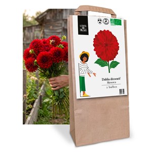Sélection de bulbes de printemps
