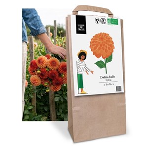 Sélection de bulbes de printemps