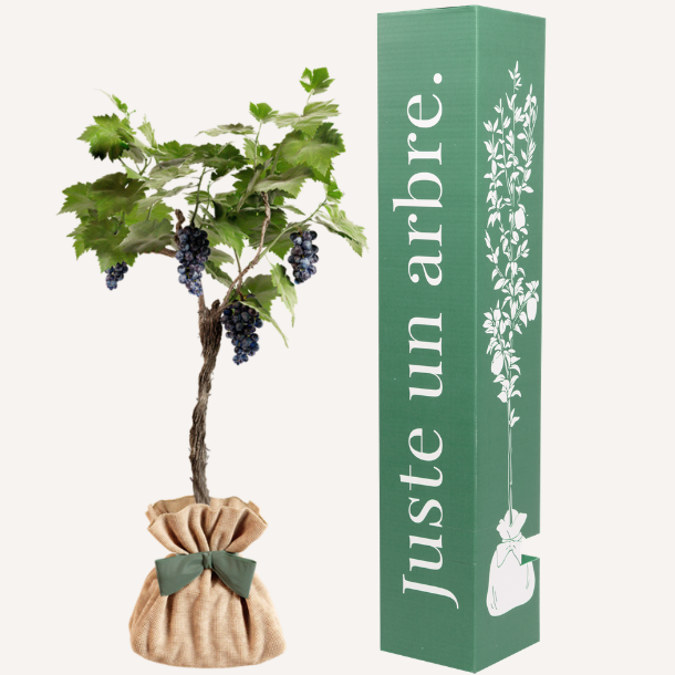 Vigne muscat de hambourg à planter