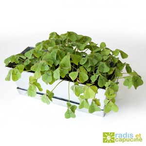 Jardinière zinc trèfle porte bonheur