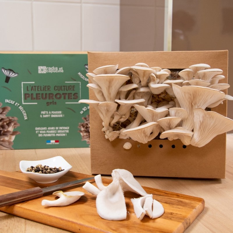 Prêt à Pousser ) Cap ou pas cap de faire pousser des champignons bio dans  ma cuisine ?