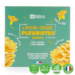 Pleurotes jaunes pour la maison