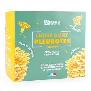 Pleurotes jaunes pour la maison
