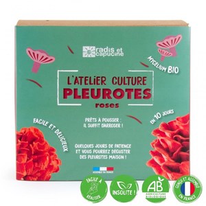 Pleurotes roses en kit à pousser