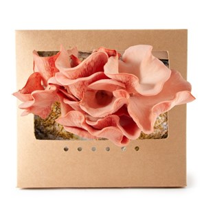 Pleurotes roses en kit à pousser