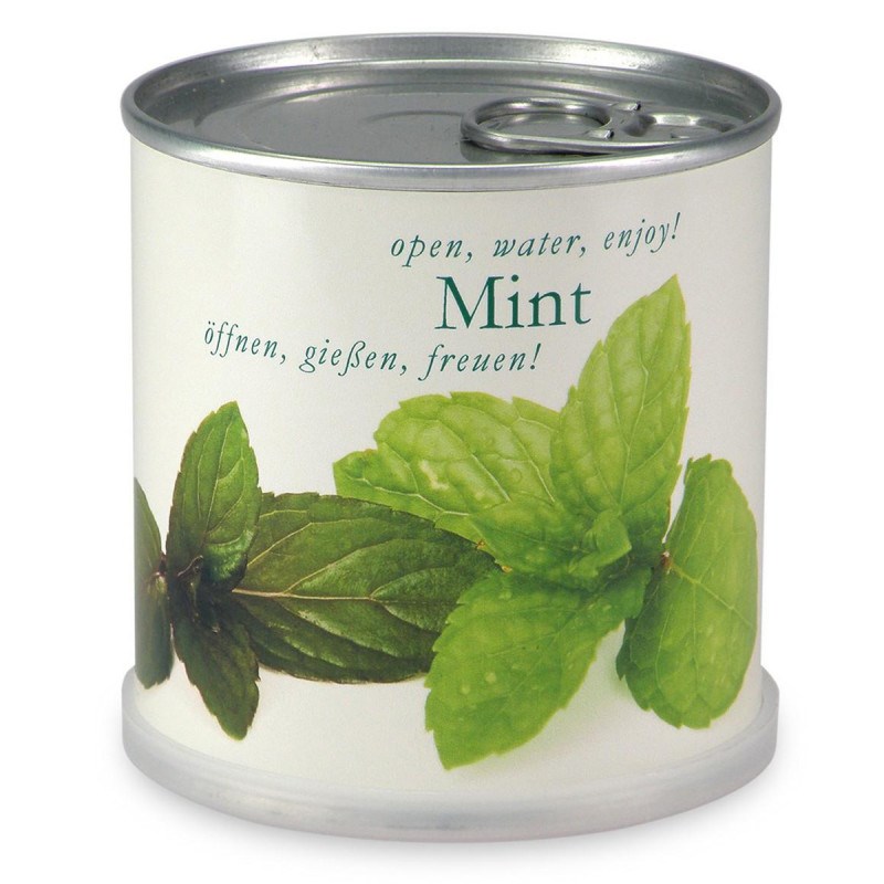 Menthe à faire pousser en boite