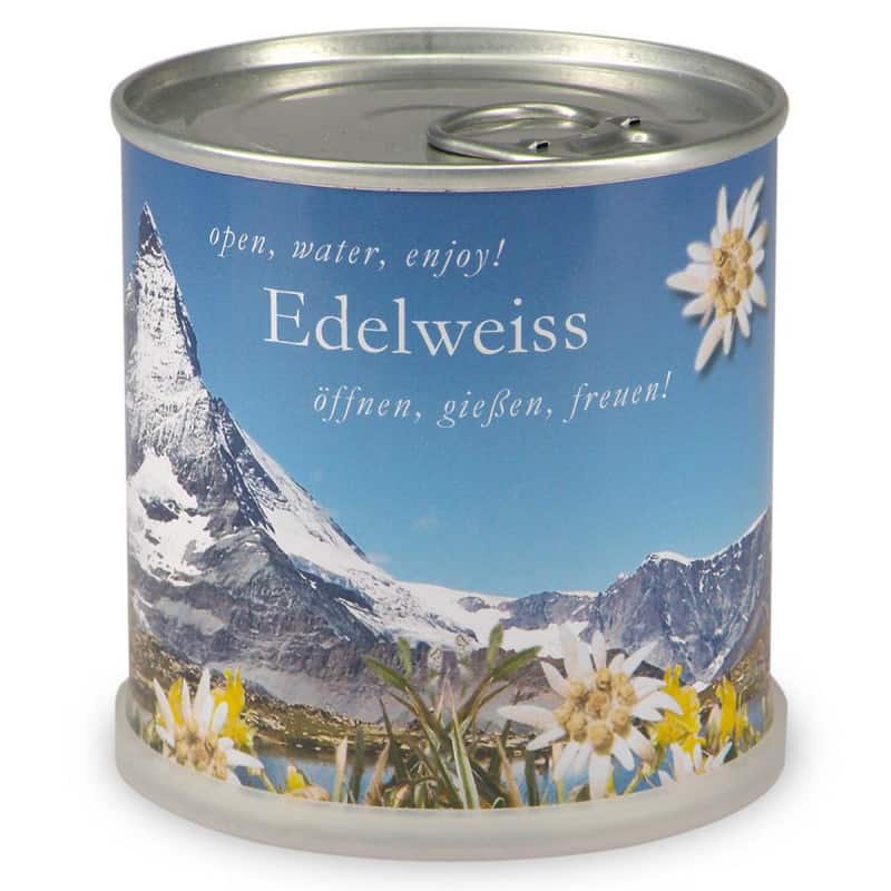 Edelweiss à faire pousser en boite | Nature & Découvertes