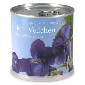 Violettes à faire pousser en boite