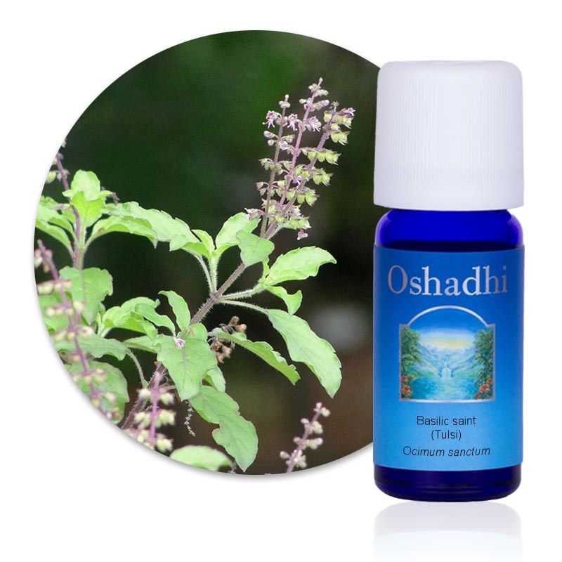 Oshadhi - Huile essentielle basilic saint  bio