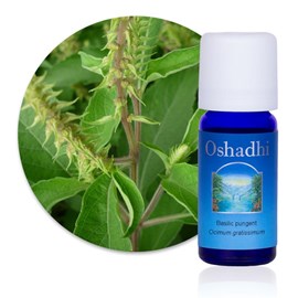 Huile essentielle basilic pungent bio