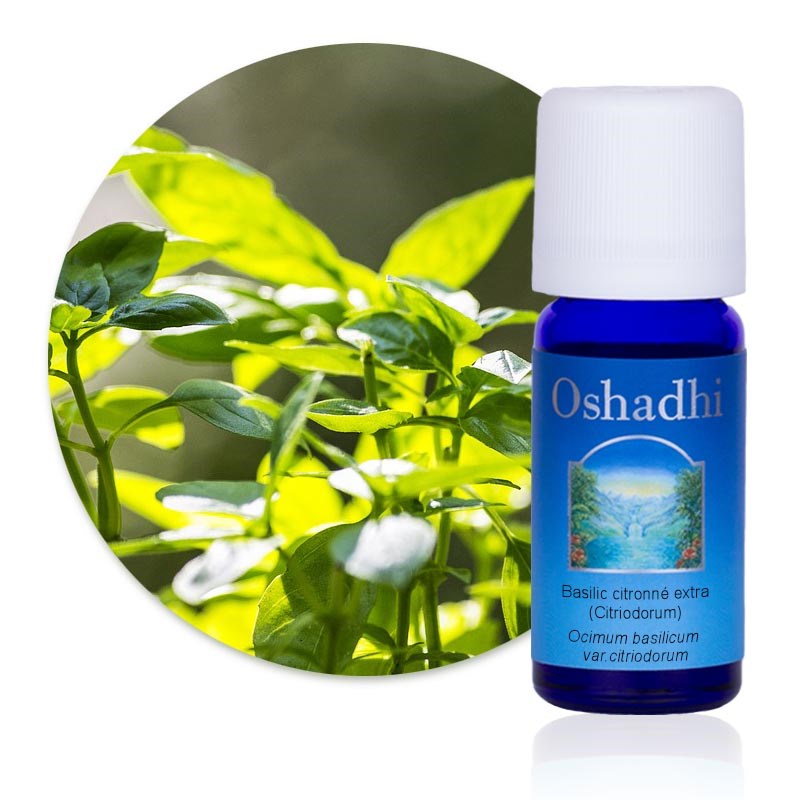 Huile essentielle basilic citronné bio