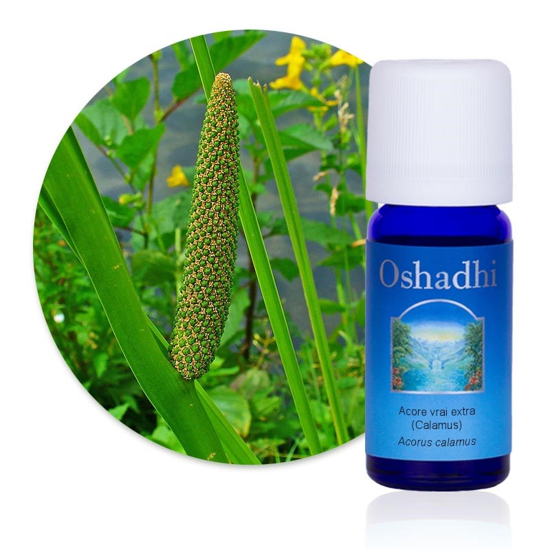 Huile essentielle acore vrai bio