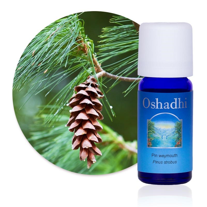 Huile essentielle pin weymouth bio