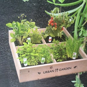 Carré de Potager en bois avec miniserres