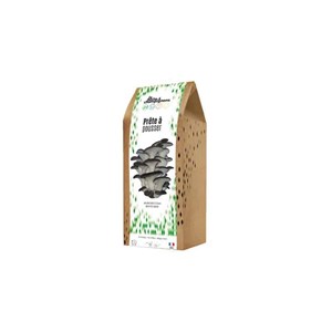 Kit champignons en boite pleurotes gris