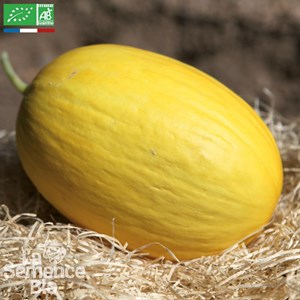 Melon jaune canari hâtif 3 - graines bi