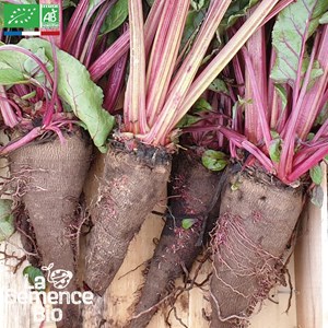 Betterave crapaudine - graines bio