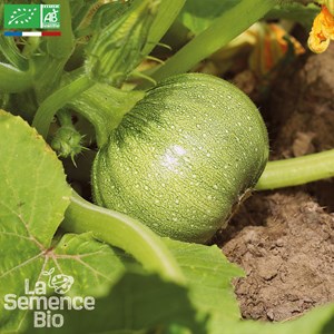 Courgette de nice à fruit rond - graine